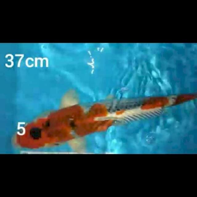 Kujaku 37cm