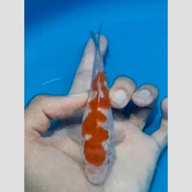 Keris nogososro 15cm kohaku inazuma