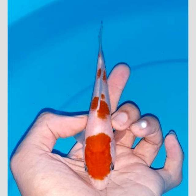 Kohaku 3 step 20bu