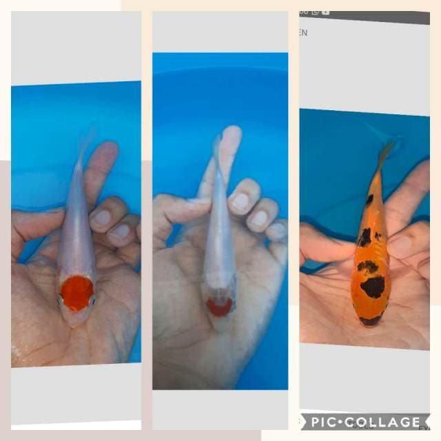 Paket 3 ekor 15cm
