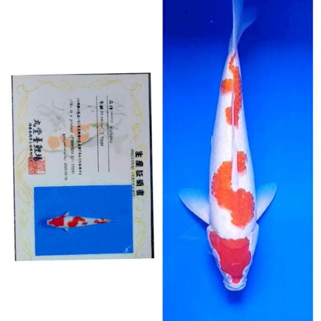 Kohaku Import Serti Marudo