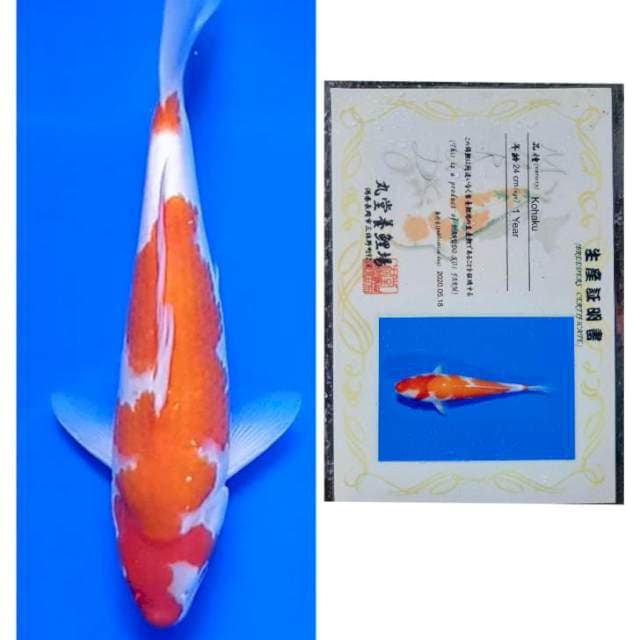 Kohaku Serti Marudo Calon Bulky