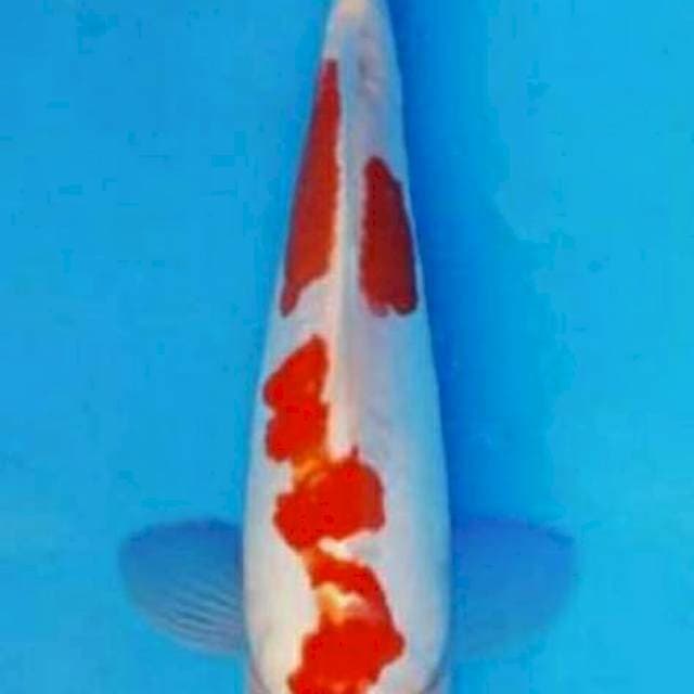 Maruten kohaku 23