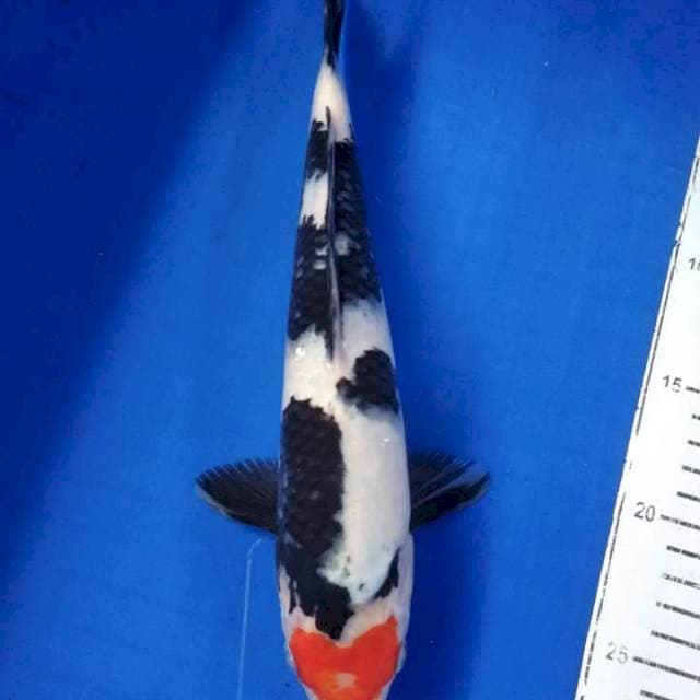 Tancho purnama 30cm