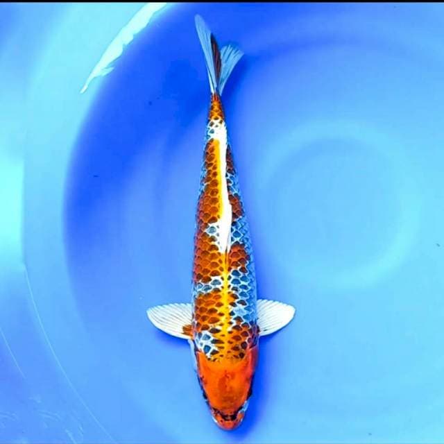 KUJAKU BENI GINGGA RING RAPI, 44CM