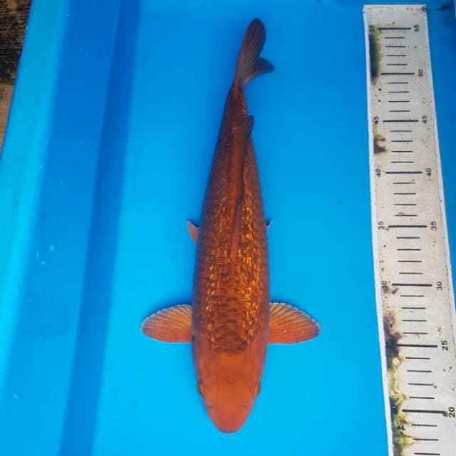 Karashi Caramel ginrin