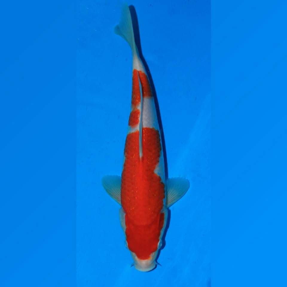 Kohaku f1 taniguchi
