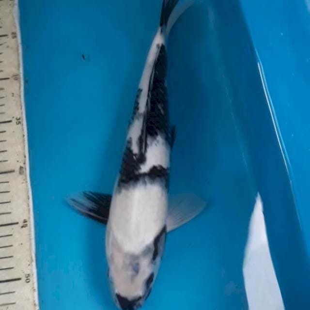 Shiro 33 cm Male