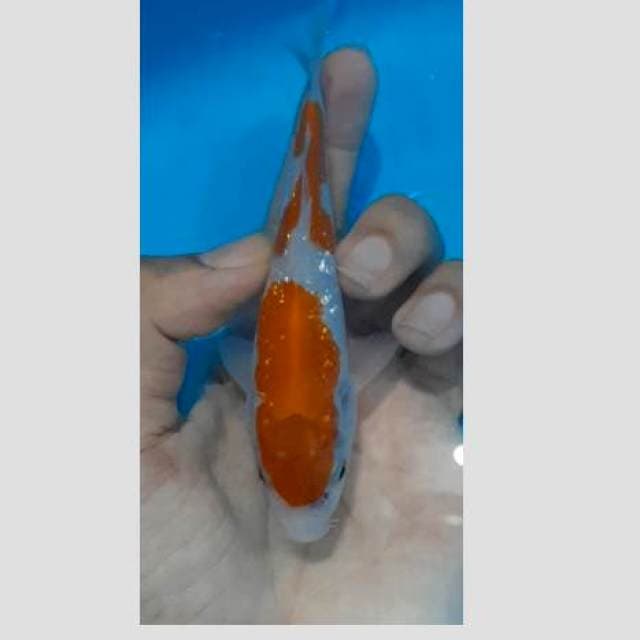 Kohaku ginrin 15cm