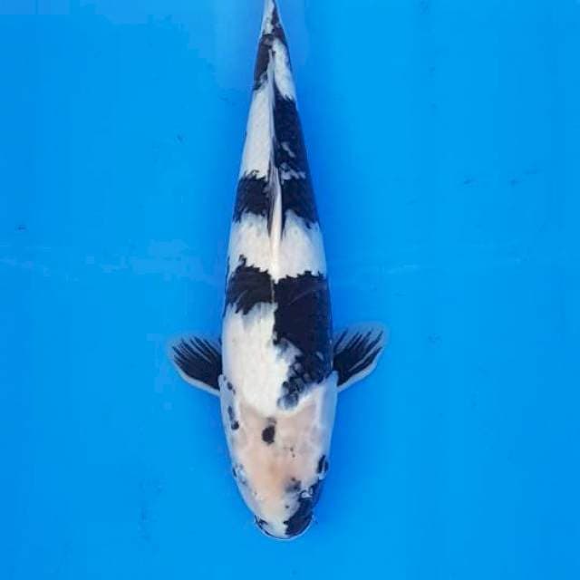 SHIRO 36CM