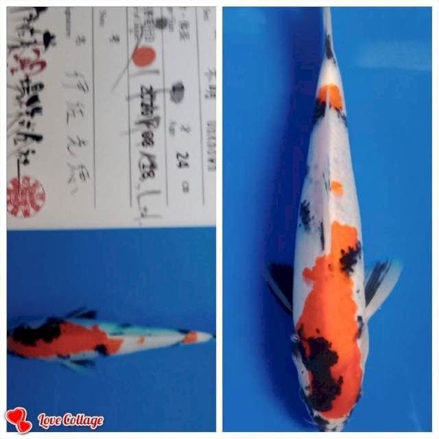 Showa import isa farm