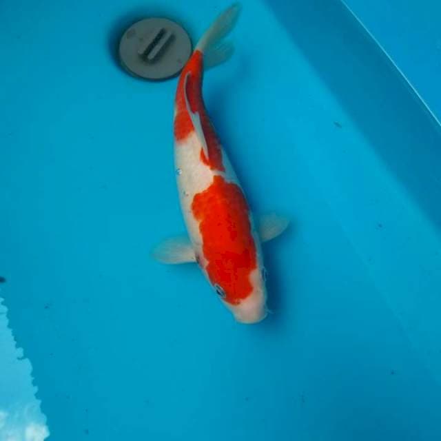 KOHAKU 30BU
