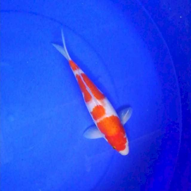 Kohaku