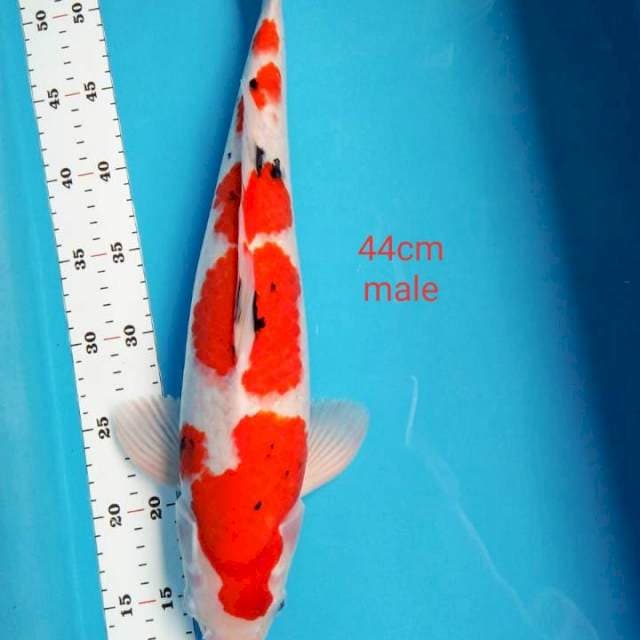 Strong sanke 44cm male