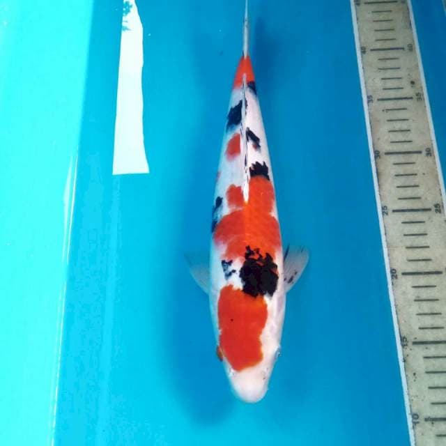 Sanke, male 32 cm