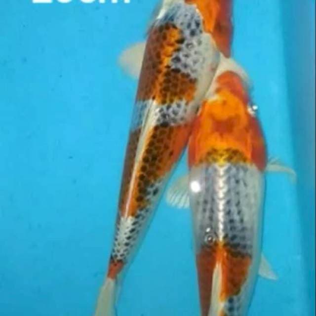 2 ekor kujaku 27cm.