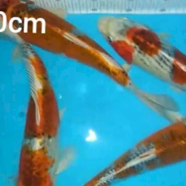 4 ekor kujaku 27_30cm