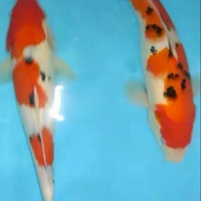 2 sanke strong 27cm