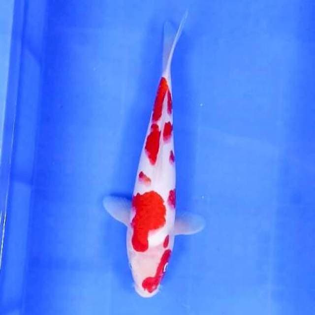 3. Kohaku Strong || 33 cm