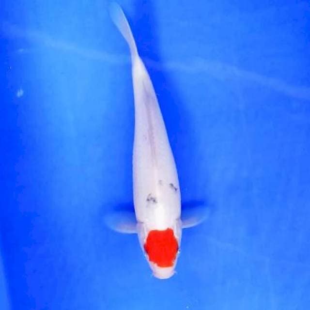4. Tancho Sanke Ori || 29 cm || Jantan