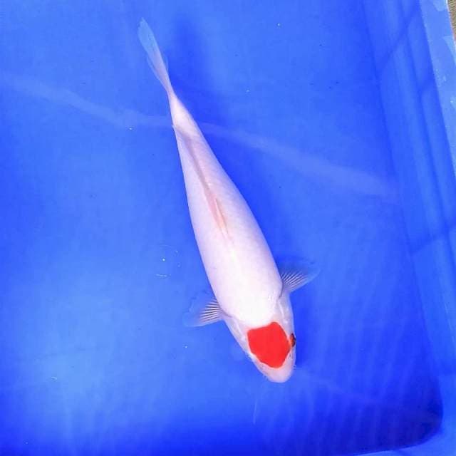 6. Tancho Kohaku Ori || 29 cm
