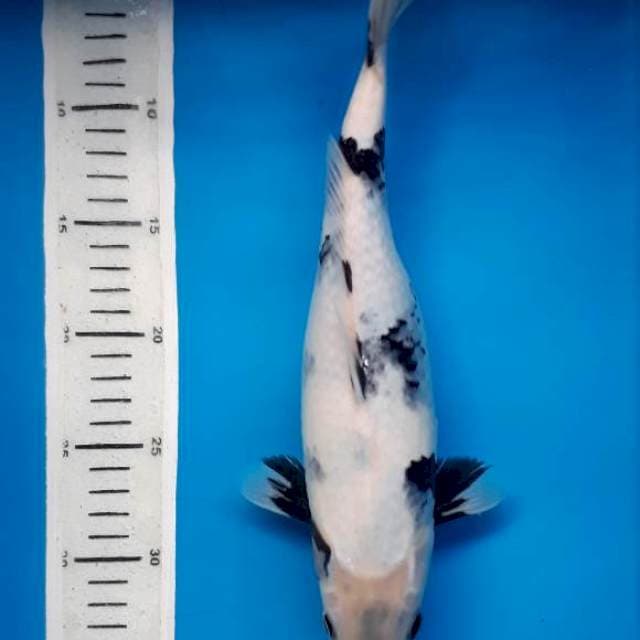 Shiro 32cm