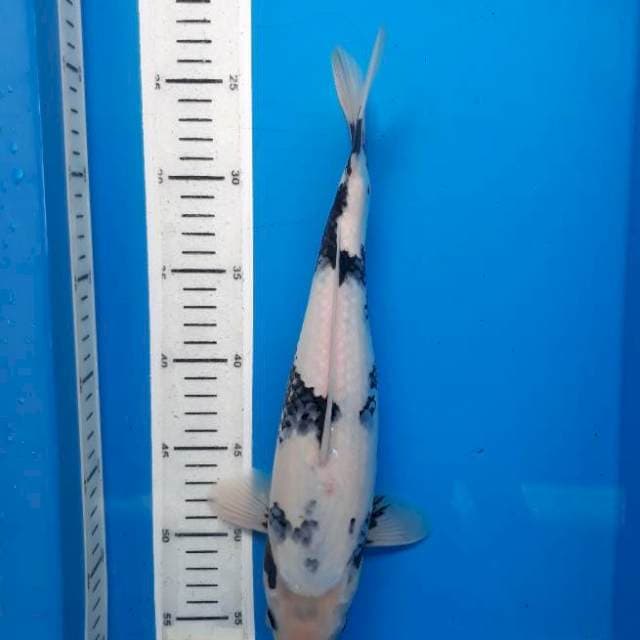 Shiro 33cm
