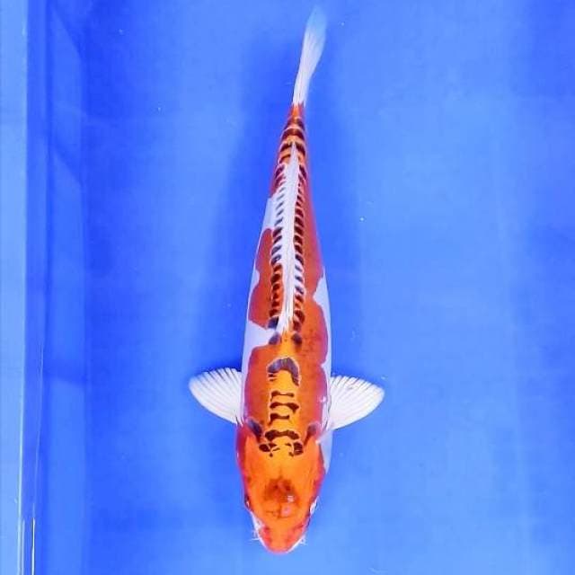 10. Kiko || 36 cm