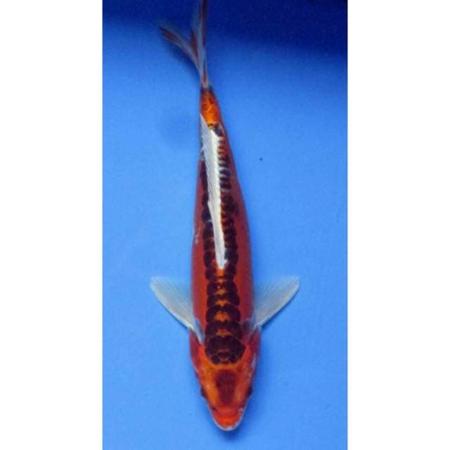 Mizuho doitshu 26CM