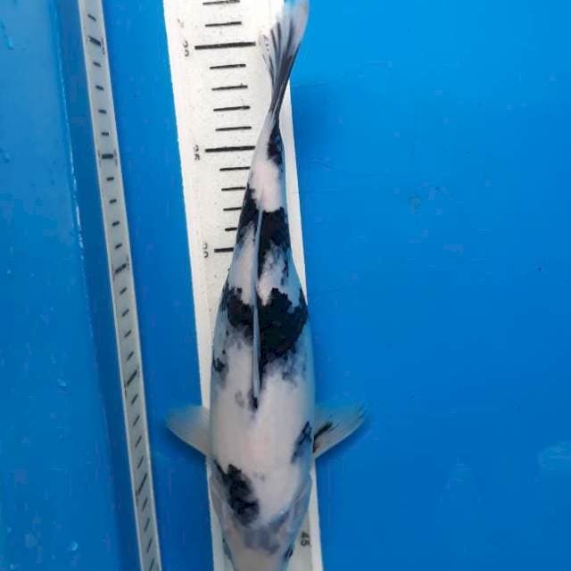 Shiro 27cm