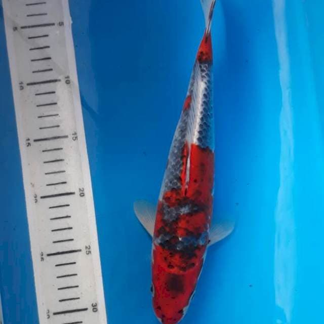 Goshiki 29cm