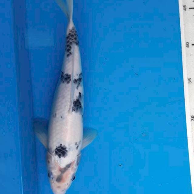 Shiro 26cm