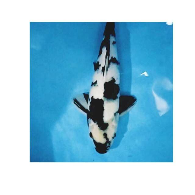 Shiro utsuri 40 bu