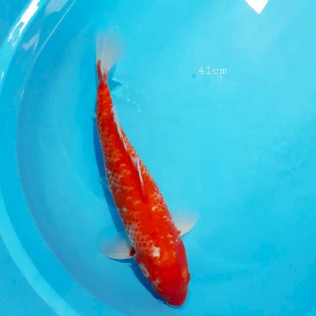 Antik 41 cm