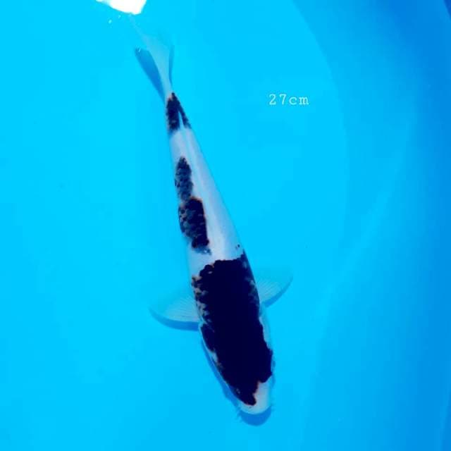 Goromo 27 cm