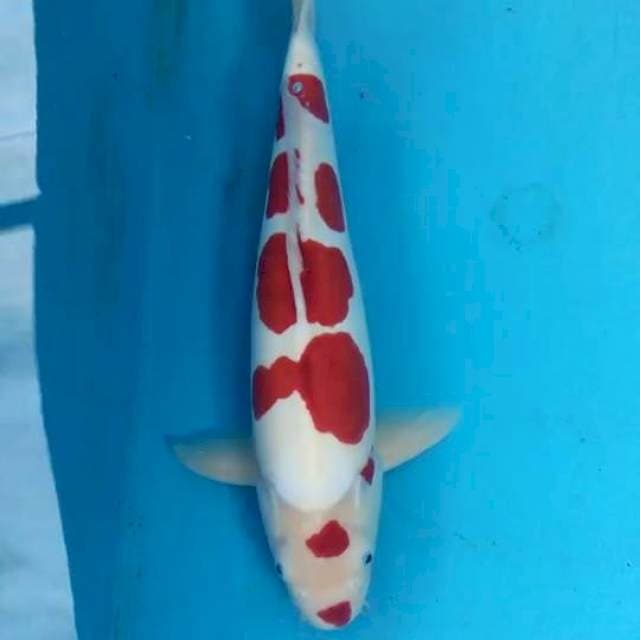 Doitsu Kohaku 43cm Male