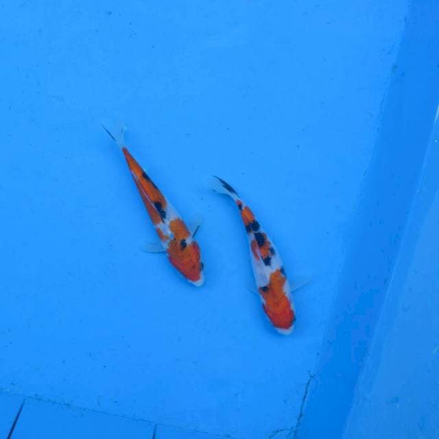 Duo Sanke F1