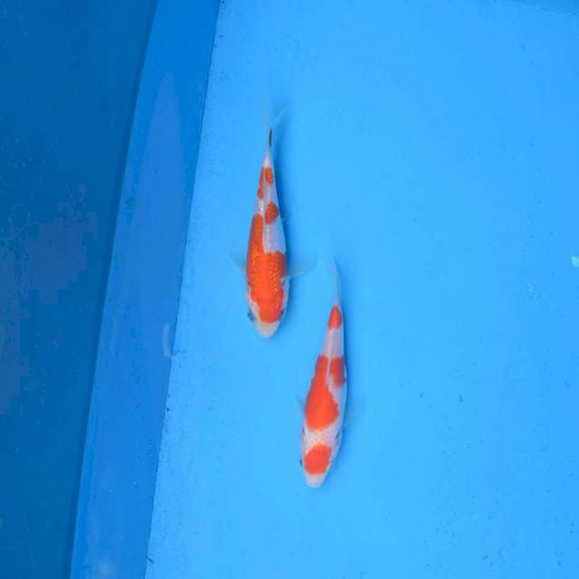 Kohaku & Kohaku Ginrin F1