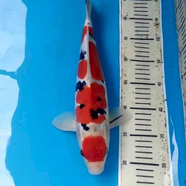Doitsu Sanke 37cm Male