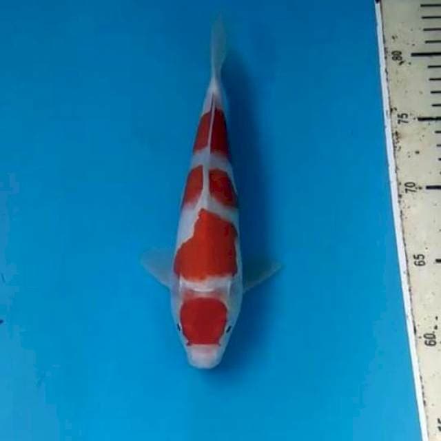 Kohaku 23cm