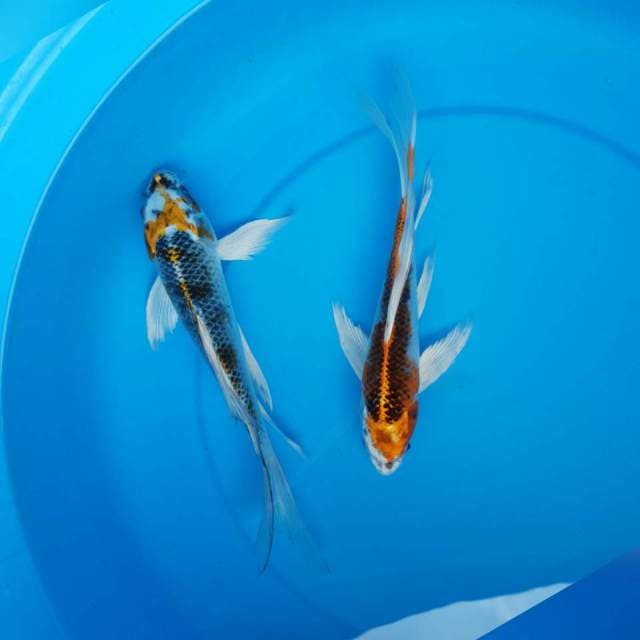 Duo kumpai
