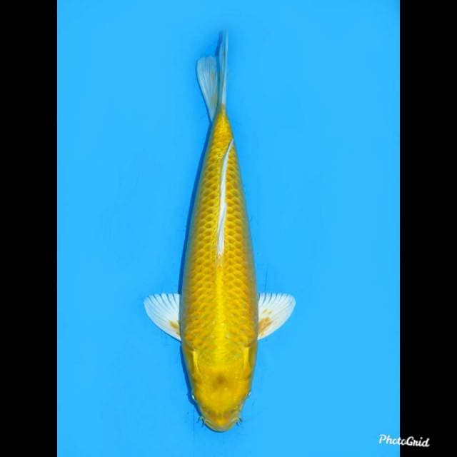 32cm Male , Ogon F1