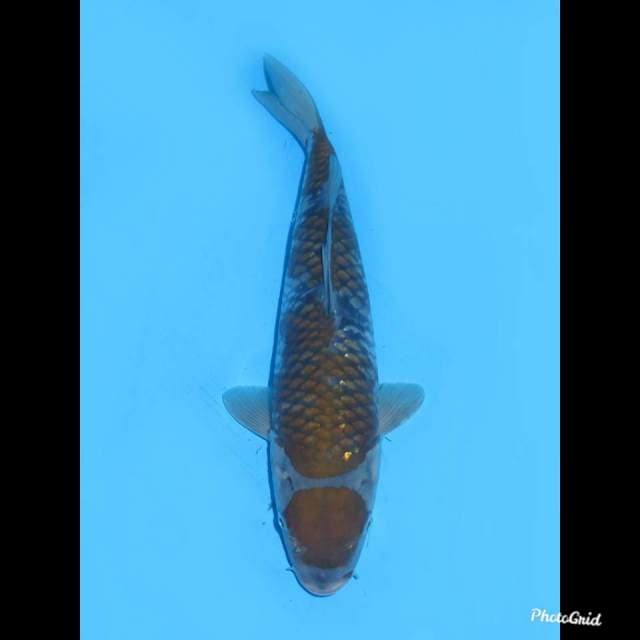 34cm , Maruten Ochiba