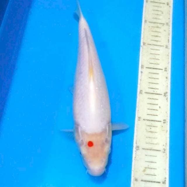 Ori tancho kohaku