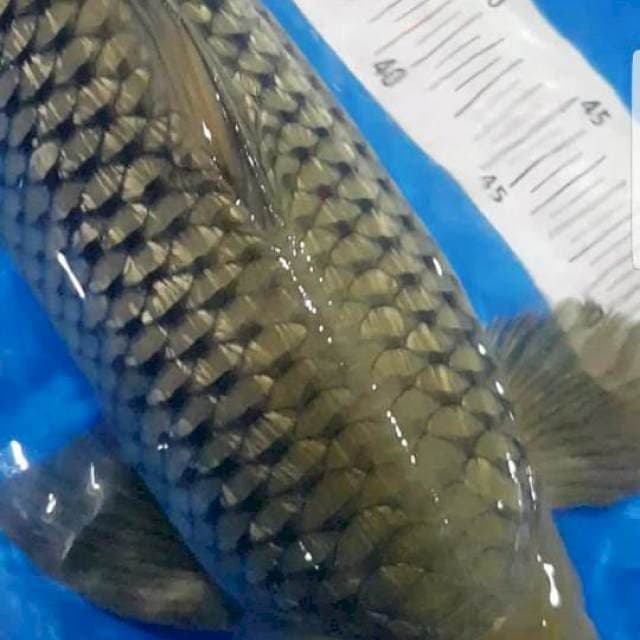 Soragoi Ginrin Jantan 62cm