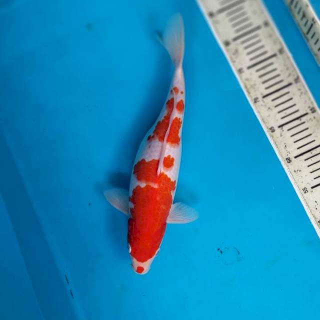 Kohaku kot body