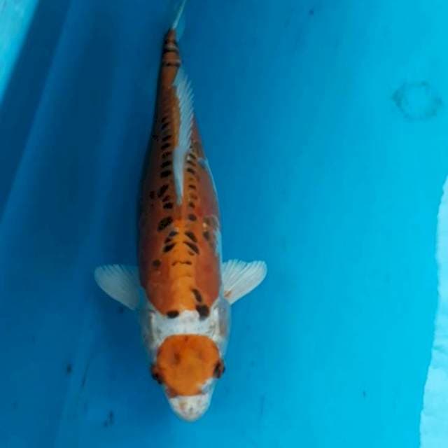 Mizhuo 37 cm