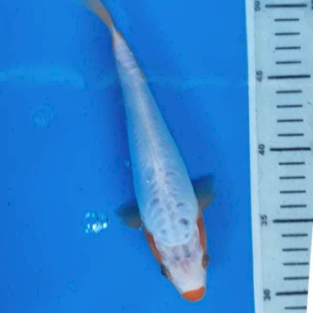 Koshui 22cm