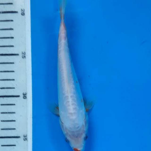 Shusui 19cm