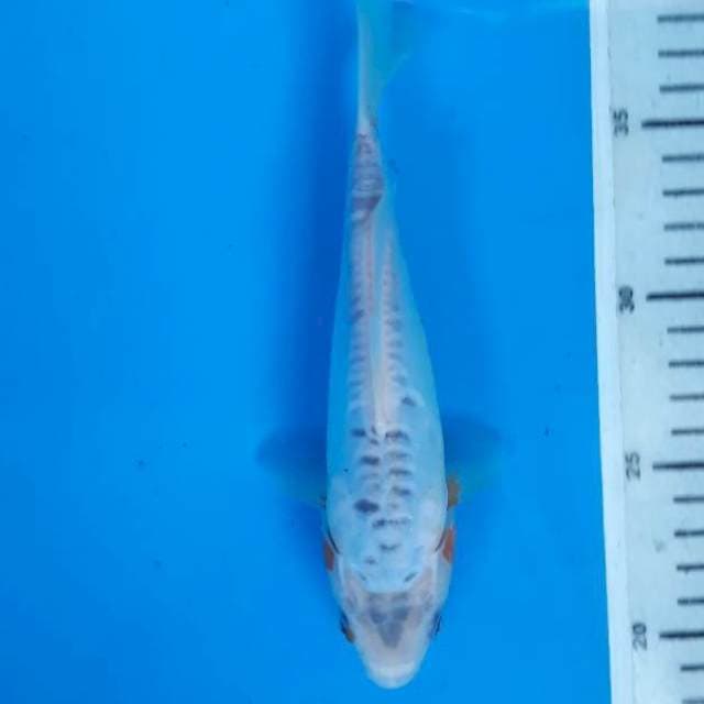 Shusui 19cm